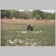 087_Elephant.JPG
